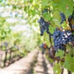 resveratrol