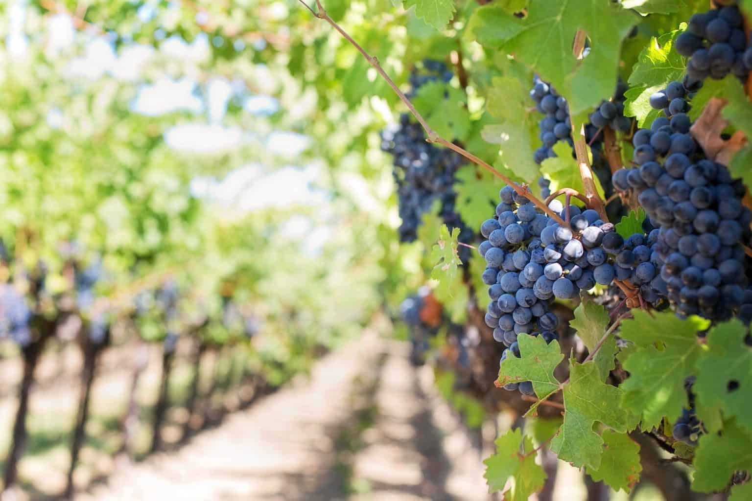 resveratrol