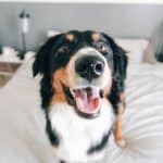gezonde hond