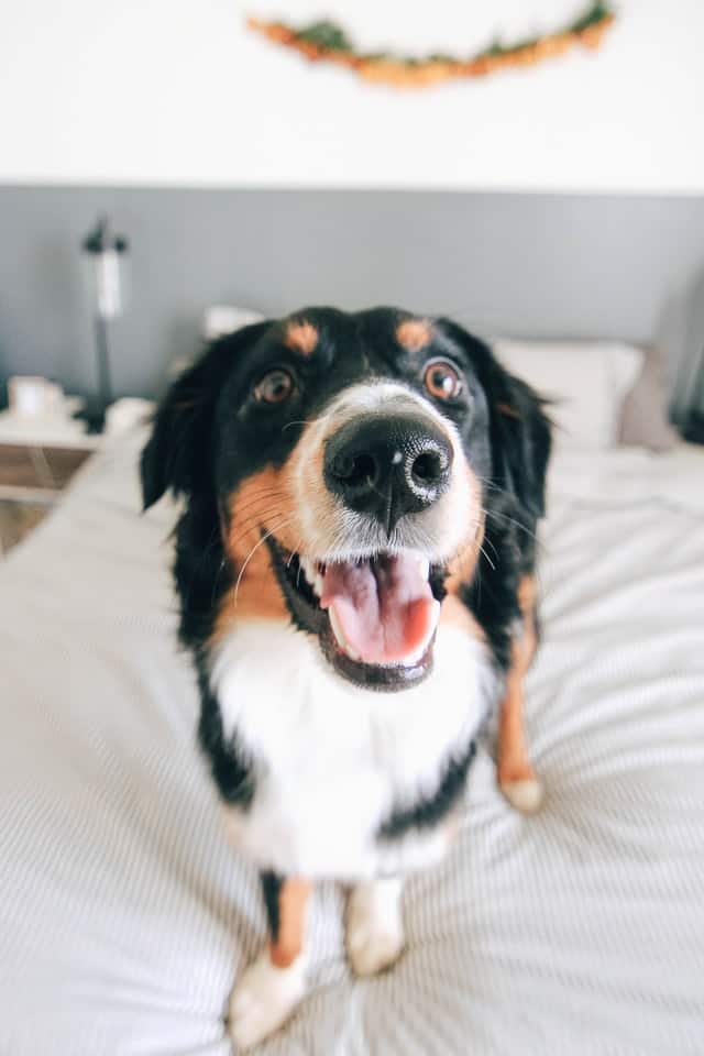 gezonde hond